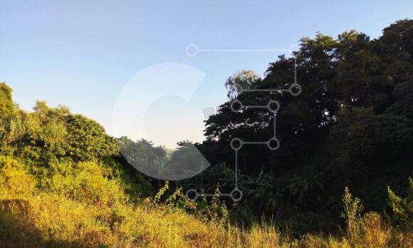 Serene Forest Landscape in Early Evening: A Visual Resource for Creative and Professional Use